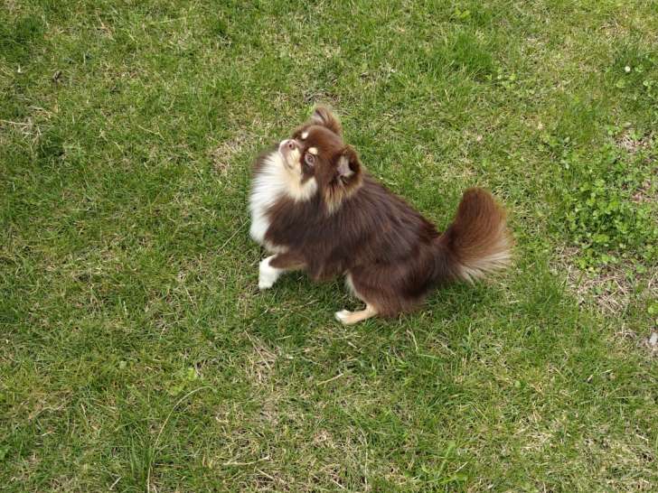 Jeune chien Loulou de Poméranie à vendre