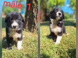 4 chiots mâles Border Collies disponibles à la vente (LOF)