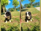 4 chiots mâles Border Collies disponibles à la vente (LOF)