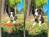 4 chiots mâles Border Collies disponibles à la vente (LOF)