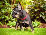 Chiots de race Bouledogue Français à vendre (2 mâles)