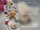 6 chiots Labrador Retrievers disponibles à la réservation (LOF)