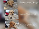 6 chiots Labrador Retrievers disponibles à la réservation (LOF)