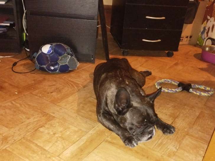 Donne mâle Bouledogue Français de 7 ans