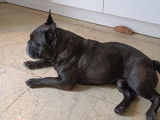 Donne mâle Bouledogue Français de 7 ans