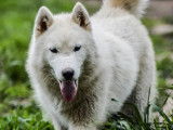 Une chienne Husky Sibérien LOF de 7 ans à vendre