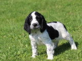 Des chiots Springers Anglais disponibles à l’achat (LOF)