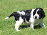 Des chiots Springers Anglais disponibles à l’achat (LOF)