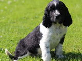 Des chiots Springers Anglais disponibles à l’achat (LOF)