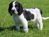 Des chiots Springers Anglais disponibles à l’achat (LOF)