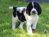 Des chiots Springers Anglais disponibles à l’achat (LOF)