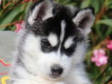 Un chiot mâle Husky de Sibérie LOF à acheter