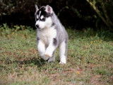 Un chiot mâle Husky de Sibérie LOF à acheter