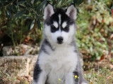 Un chiot mâle Husky de Sibérie LOF à acheter