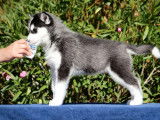 Un chiot mâle Husky de Sibérie LOF à acheter