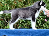 Un chiot mâle Husky de Sibérie LOF à acheter