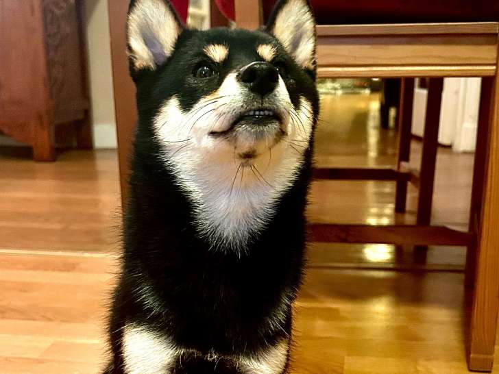 Jeune femelle Mame Shiba à vendre