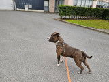 Chien adulte de type American Bull Staffy Mâle à donner