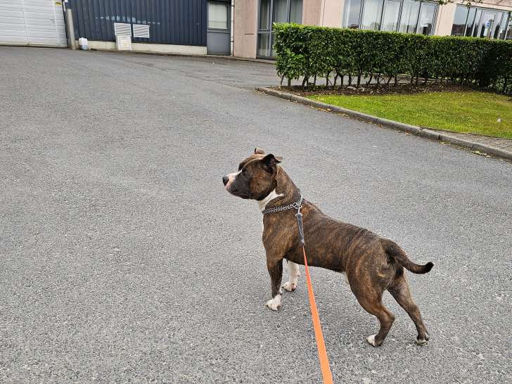 Chien adulte de type American Bull Staffy Mâle à donner