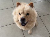 Chienne de type Chow Chow à donner