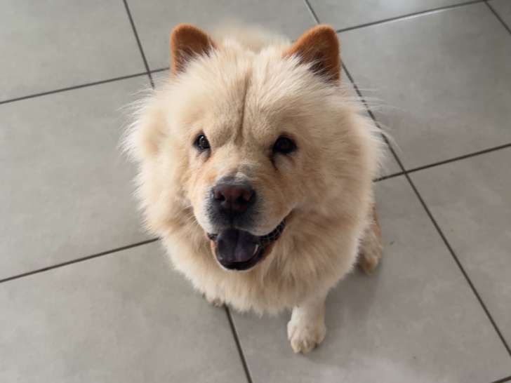 Chienne de type Chow Chow à donner