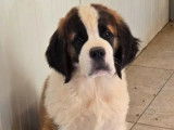 7 chiots Saint-Bernard LOF à vendre