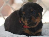 Des chiots Rottweilers disponibles à la réservation (LOF)