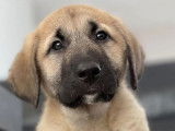 4 chiots femelles Bergers Kangal LOF à acheter