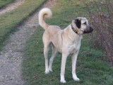 4 chiots femelles Bergers Kangal LOF à acheter