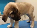 4 chiots femelles Bergers Kangal LOF à acheter