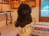 2 chiots mâles Caniches Toys LOF à acheter