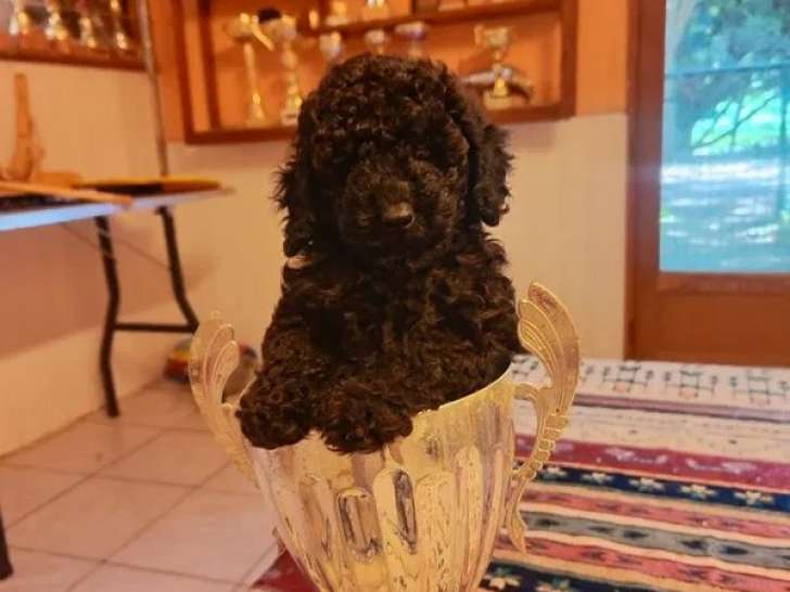 2 chiots mâles Caniches Toys LOF à acheter