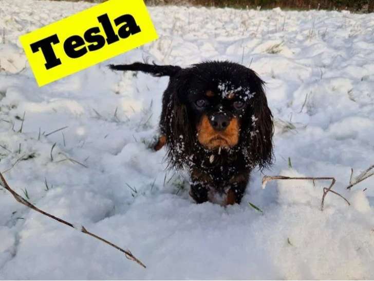 À vendre une chienne Cavalier King Charles LOF bicolore de 2 ans