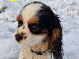 À acheter une chienne Cavalier King Charles LOF de 2 ans tricolore