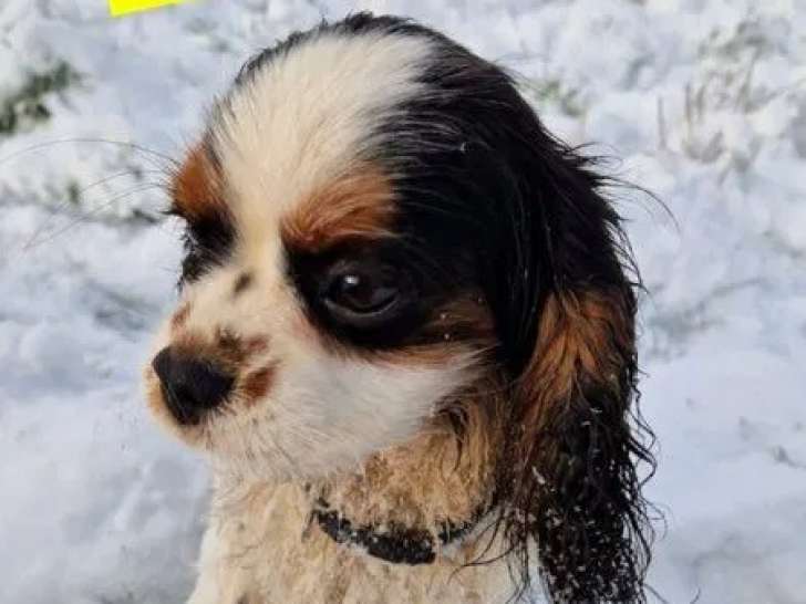 À acheter une chienne Cavalier King Charles LOF de 2 ans tricolore