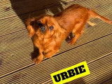 Une chienne Cavalier King Charles rubis LOF de 2 ans disponible à l’achat
