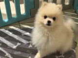 Un chiot mâle Spitz Allemand LOF disponible à la vente