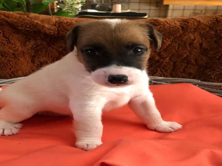 Chiots de race Fox Terrier à Poil Lisse à vendre (2 femelles & 3 mâles)