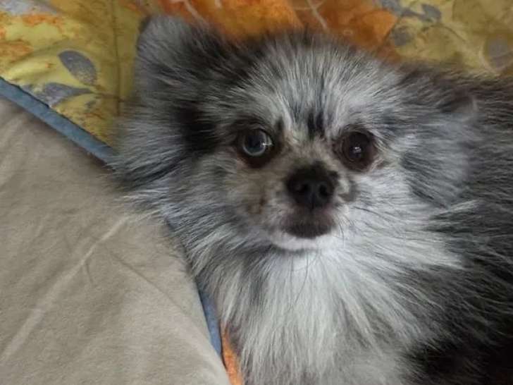 Une chienne Spitz Allemand LOF de 3 ans lilas à vendre