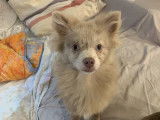 À vendre un chien Spitz Allemand merle de 2 ans (LOF)