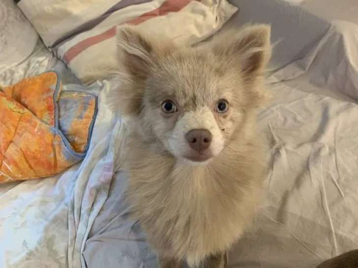 À vendre un chien Spitz Allemand merle de 2 ans (LOF)