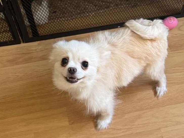 Une chienne Spitz Allemand crème de 2 ans disponible à la vente (LOF)