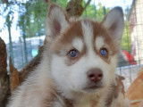 Des chiots Husky Sibérien LOF à réserver
