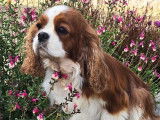 À vendre une chienne Cavalier King Charles blenheim de 4 ans (LOF)