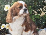 À vendre une chienne Cavalier King Charles blenheim de 4 ans (LOF)