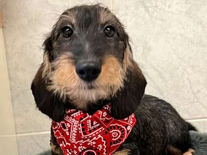 Un chiot mâle Teckel Nain LOF couleur sanglier à vendre