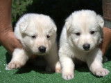 10 chiots Bergers Blancs Suisses à réserver (LOF)