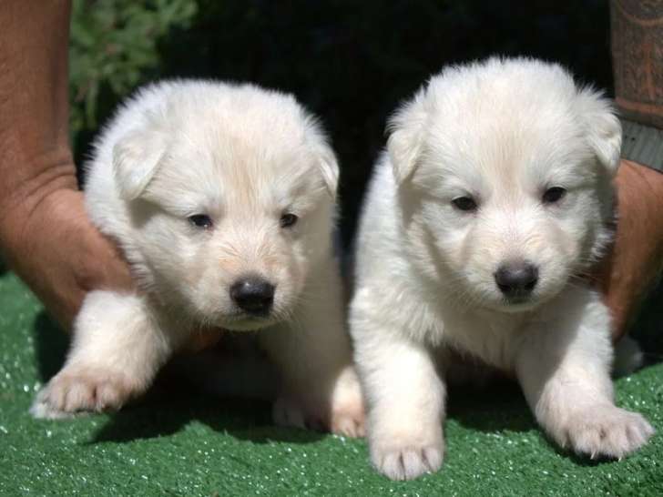 10 chiots Bergers Blancs Suisses à réserver (LOF)
