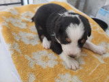 5 chiots Bergers Australiens LOF tricolores disponibles à la réservation