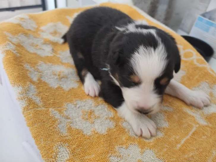 5 chiots Bergers Australiens LOF tricolores disponibles à la réservation